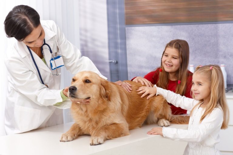 Pet Wellness Visits