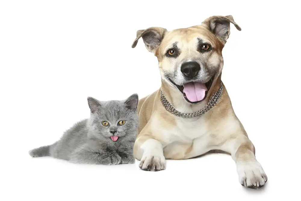 Gray cat and beige dog laying on a white studio backdrop.