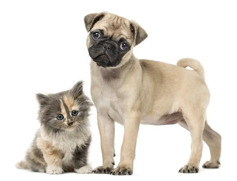 Small kitten and pug standing over a white studio backdrop.