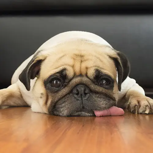 Behavioral Counseling