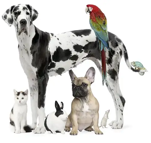 A Dalmation, macaw, cat, dog, rabbit, mouse and gecko standing in a group over a white studio backdrop.
