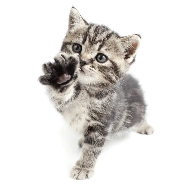 Grey kitten raising its paw